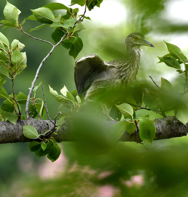 D5003_080715