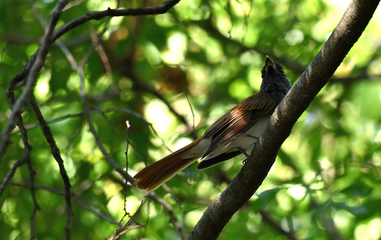 D5003_082083