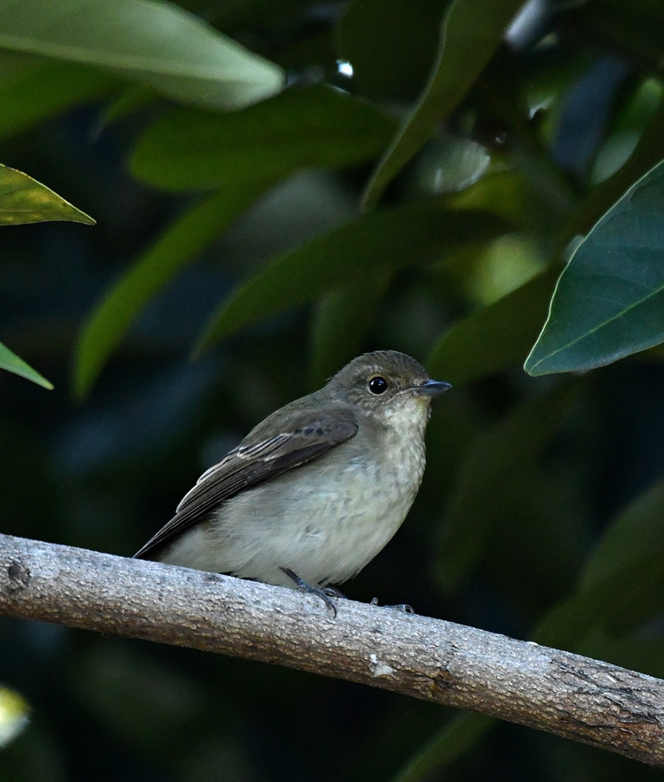 D5003_115037