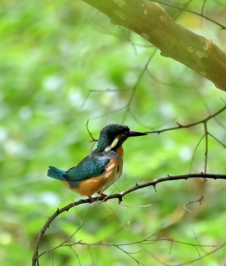 Z6ii1_100727