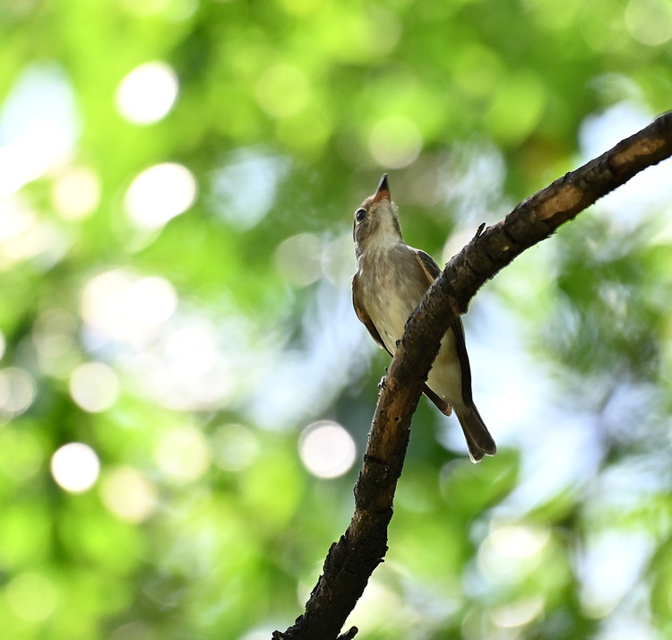 Z6ii1_105287