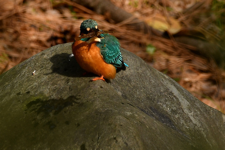 D5003_011540