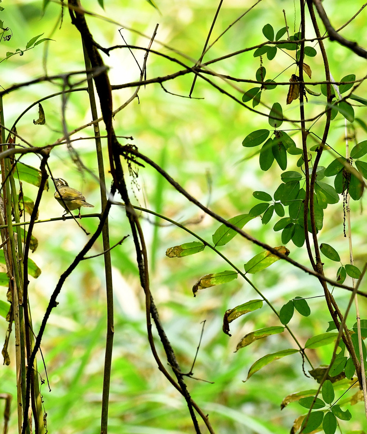 D5003_080274