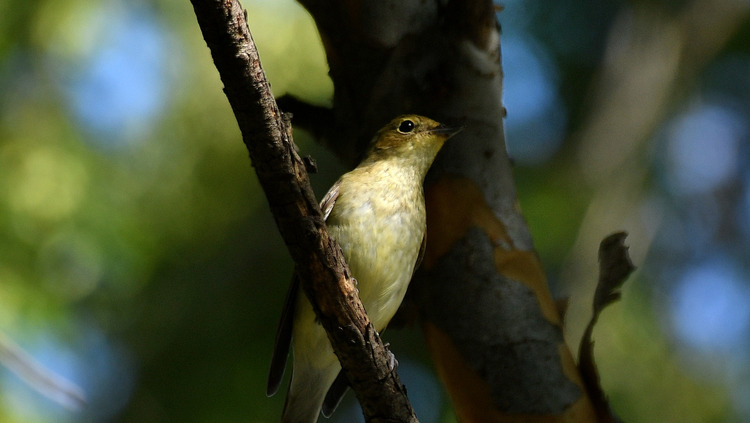 D5003_111761