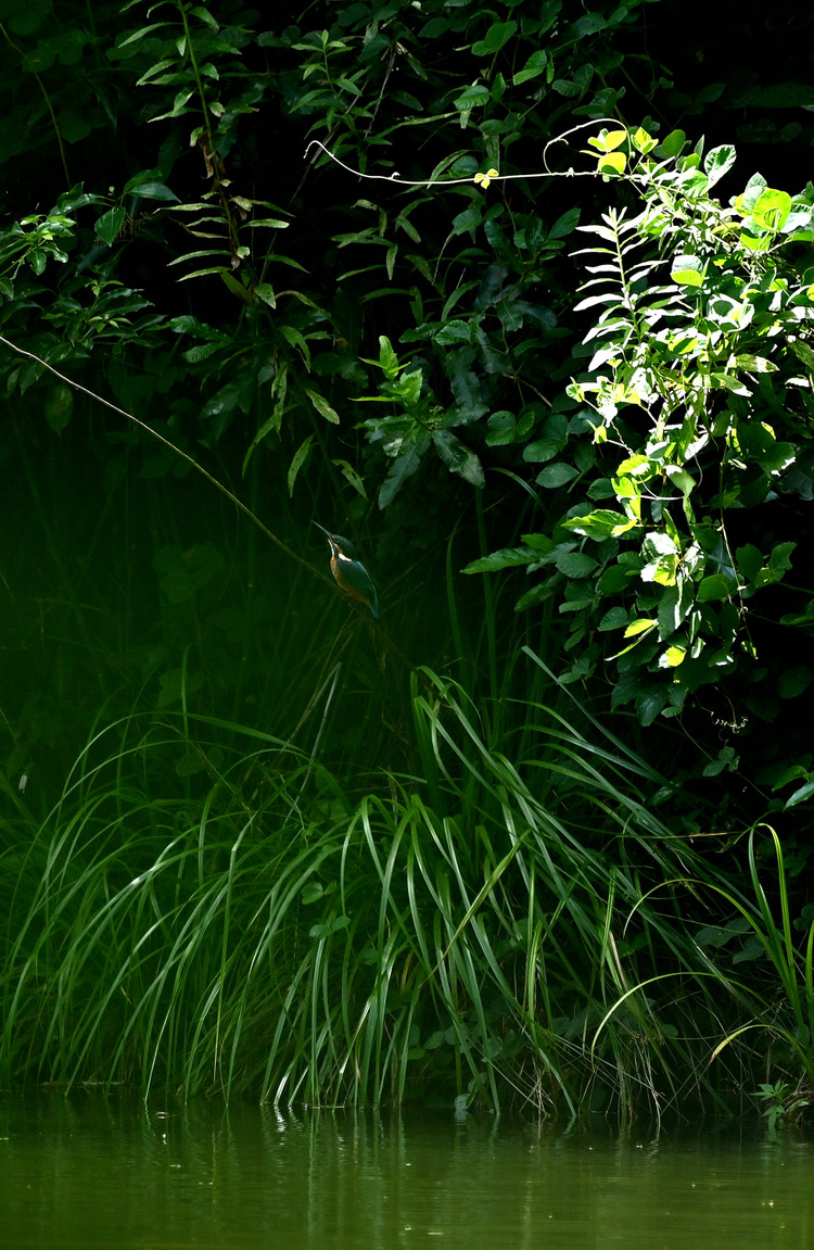 Z6ii1_100883