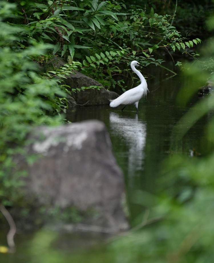 Z6ii1_100060