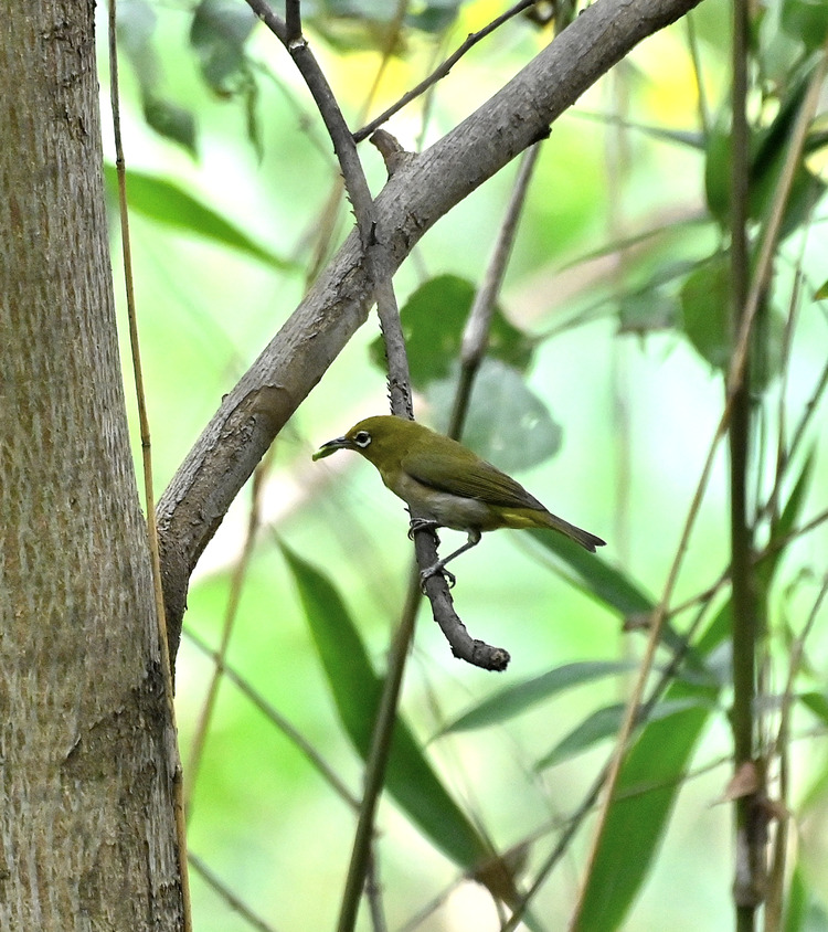 Z6ii1_100586