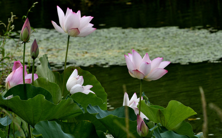 D5003_081008