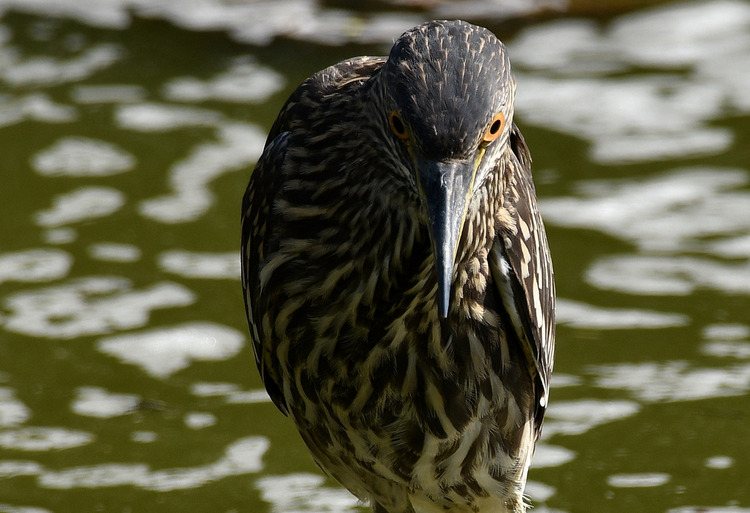 D5003_078075