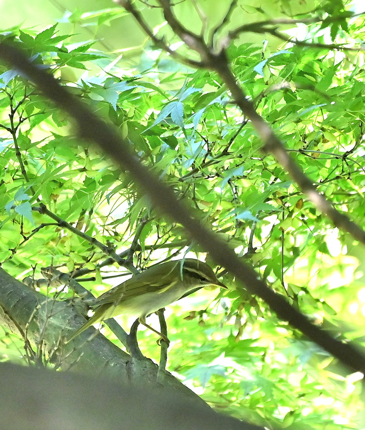 Z6ii1_110559