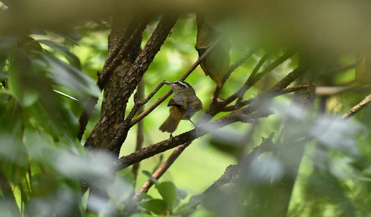 D5003_083377