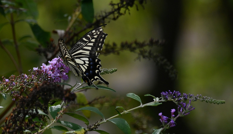 Z6ii1_129686