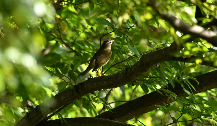 D5003_110052
