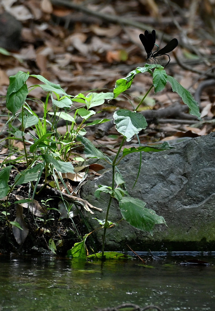 Z6ii1_109139