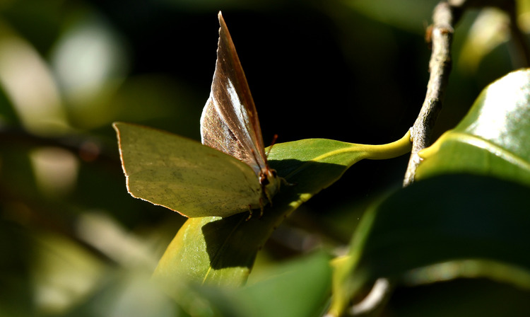 D5003_118528