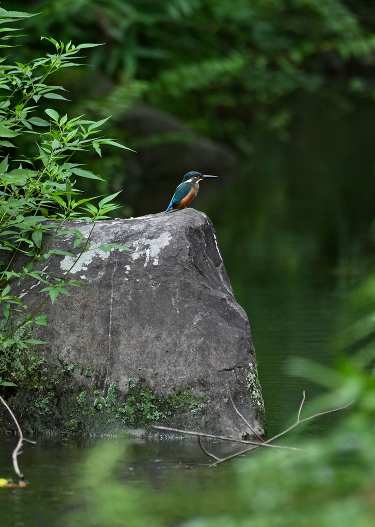 Z6ii1_099944