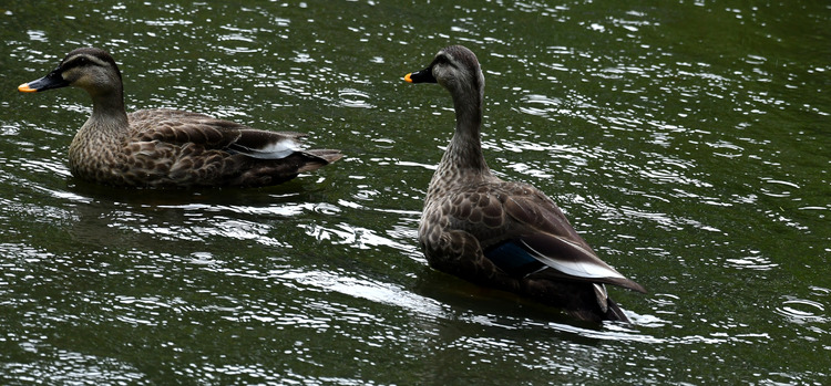 D5003_106645