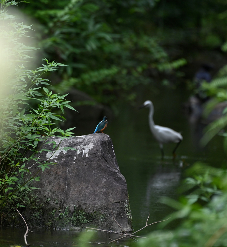 Z6ii1_100155