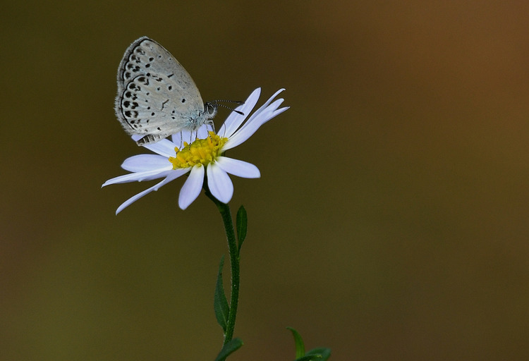 D5003_086296