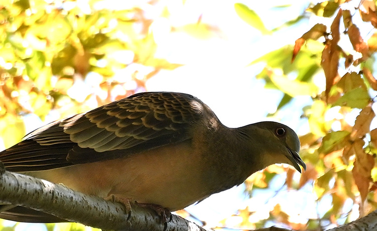 Z6ii1_102540