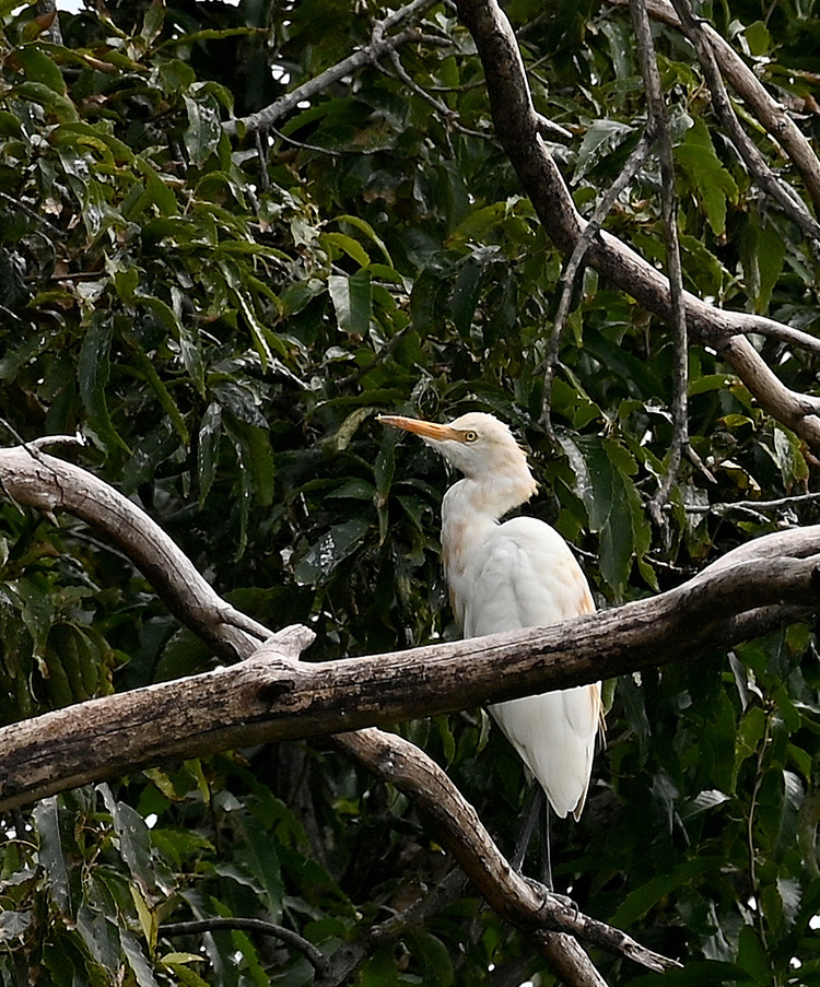 Z6ii1_129754