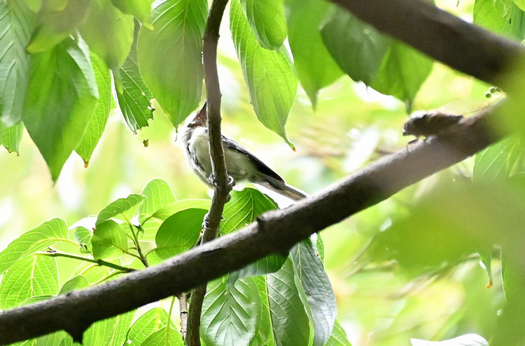 Z6ii1_100552_01