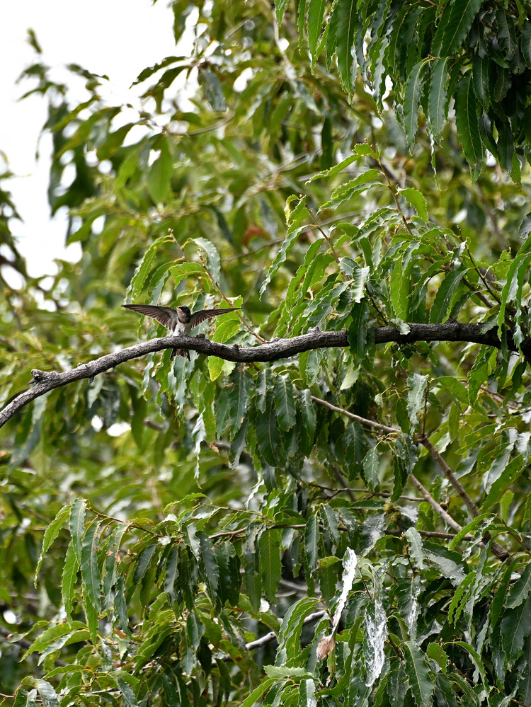 Z6ii1_100712