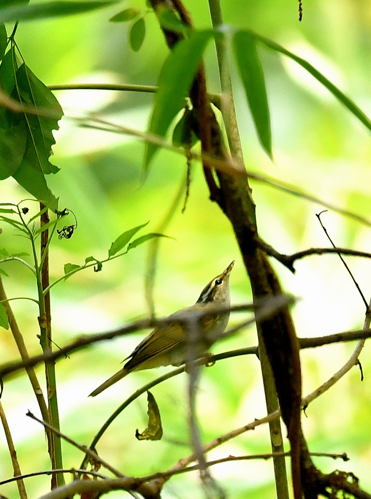 D5003_080277_01
