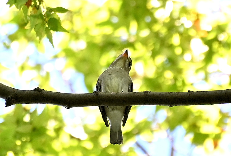 Z6ii1_108232