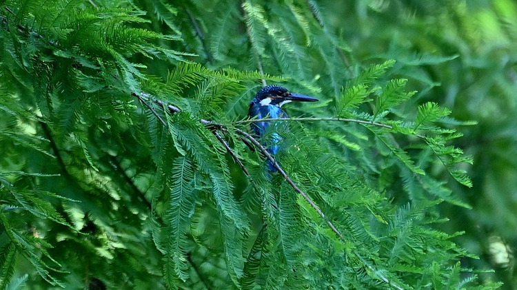 Z6ii1_102668