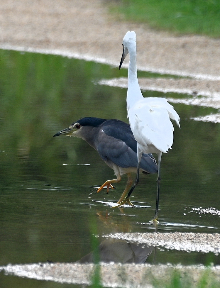 Z6ii1_106766