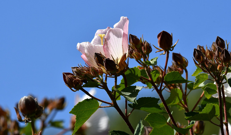 D5003_110798a