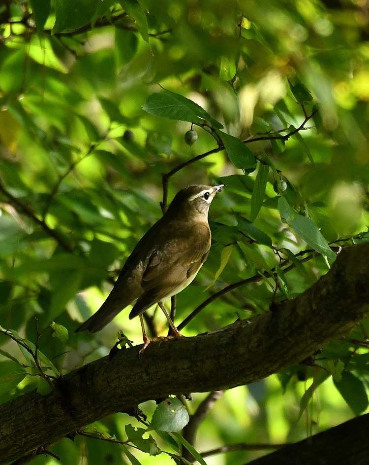 D5003_110051