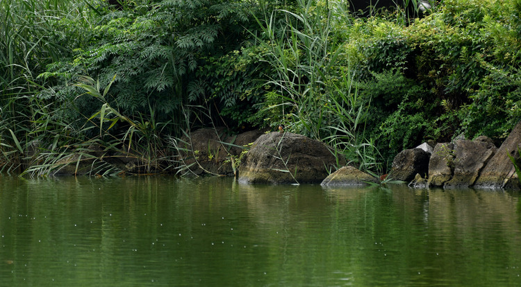 D5003_081481