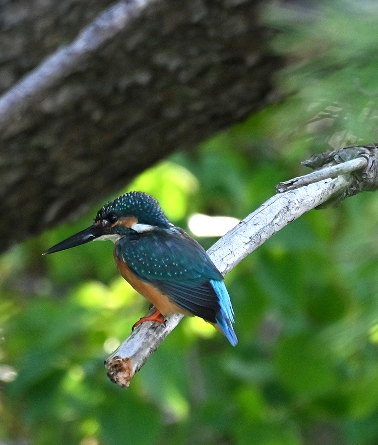 Z6ii1_098668