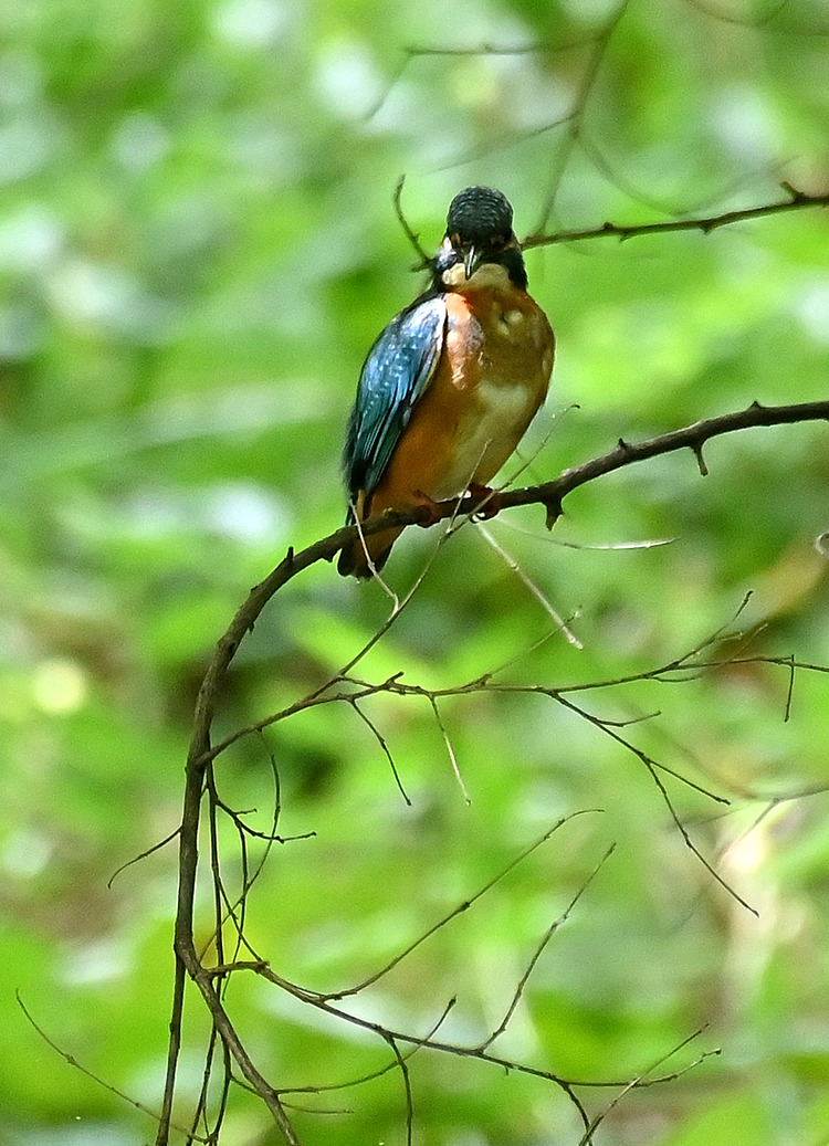 Z6ii1_100737