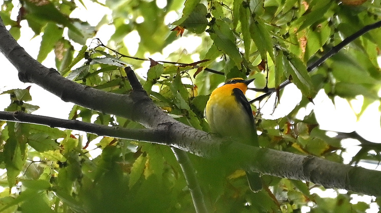 Z6ii1_129046