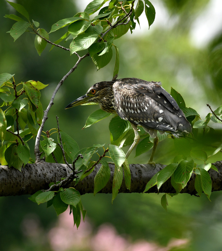 D5003_080682_01