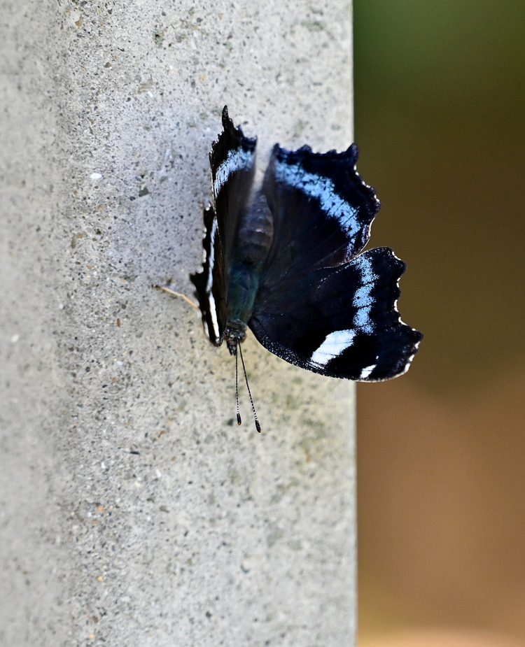 Z6ii1_127863