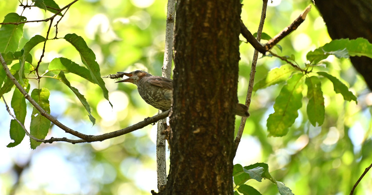 Z6ii1_102455