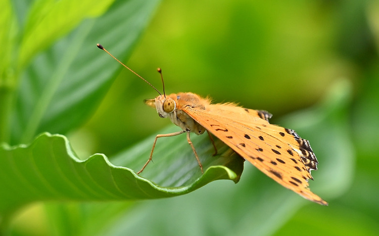 Z6ii1_099886