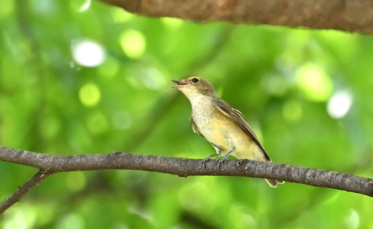 Z6ii1_108409