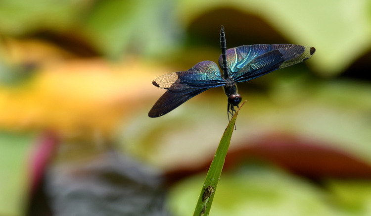 D5003_080186