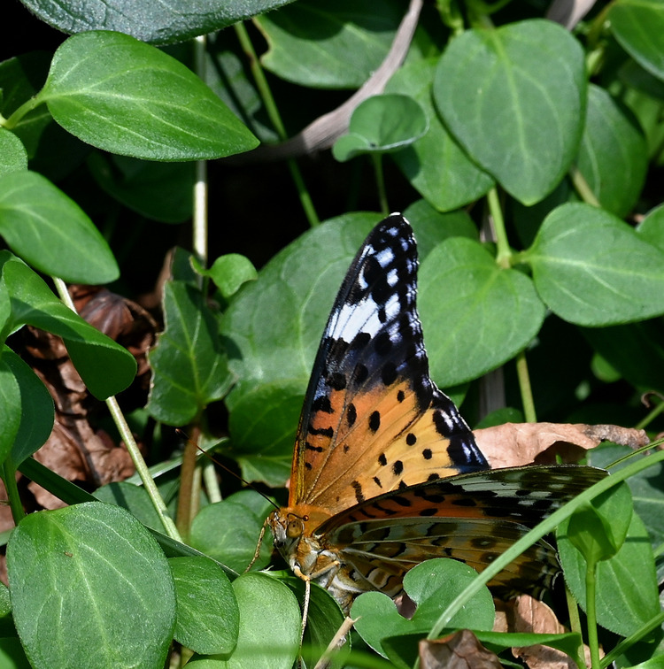 Z6ii1_127421