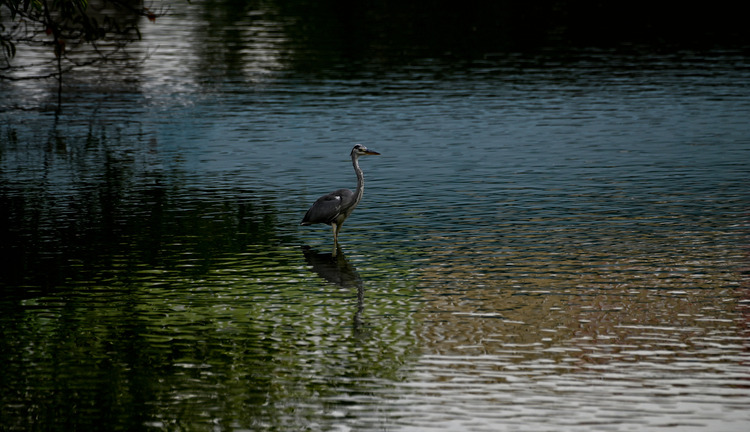Z6ii1_111070