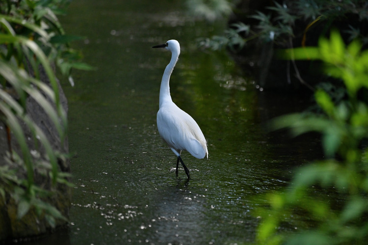 Z6ii1_101638