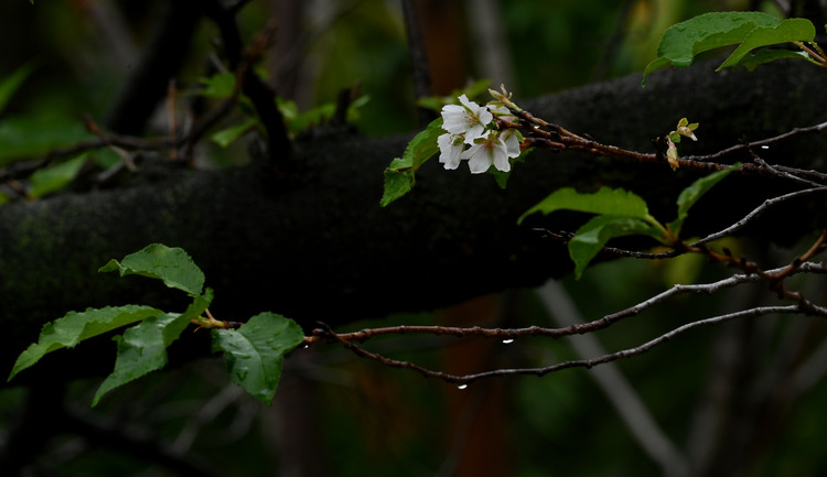Z6ii1_128905