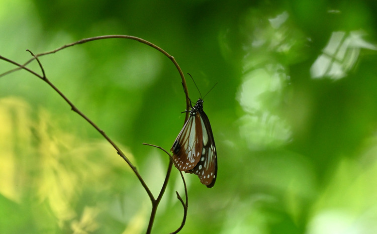 Z6ii1_103253