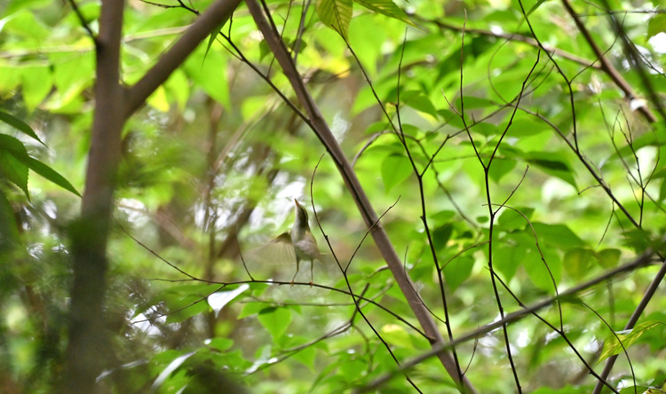 Z6ii1_107728