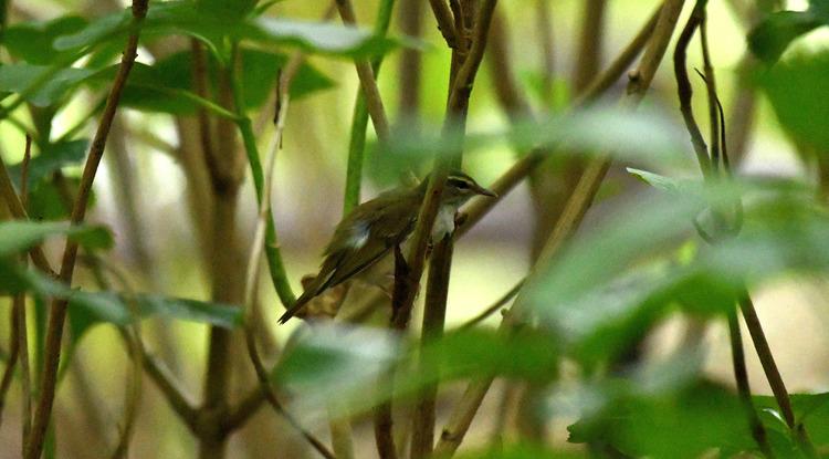 D5003_083011